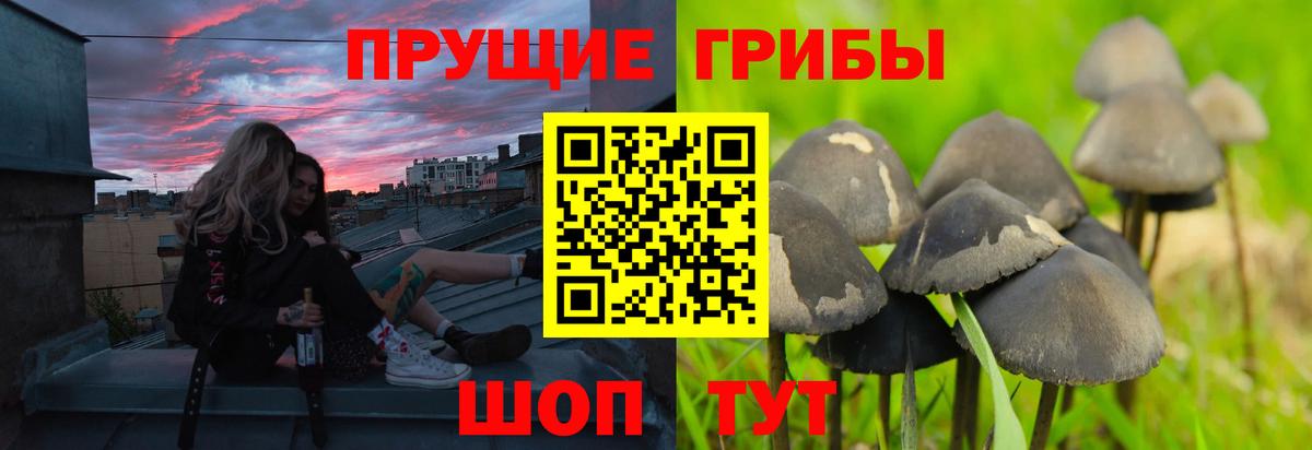 Псилоцибиновые грибы Psilocybine cubensis Воркута